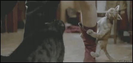 Кусачие кошки