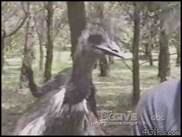 Страус - вор