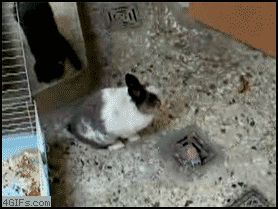 Кролик отомстил