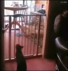Кошка перепрыгнула