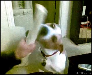 Прикольная собака