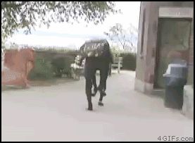 Ходячий робот