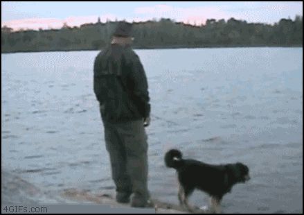 Пытался столкнуть собаку
