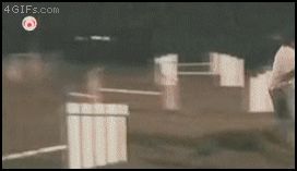 Собака знает короткий путь