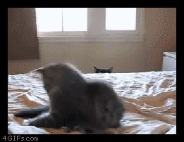 Кошка наблюдатель