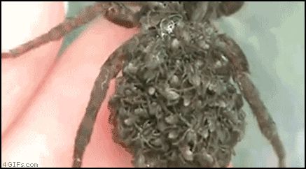 Паук и её детеныши