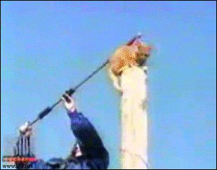 Полёт кошки