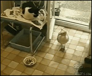 Украла у кошки всю еду