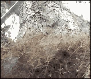 Лавина пауков