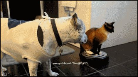 Кошка на транспорте