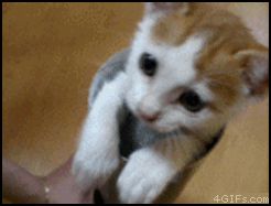 Позитив с котенком