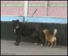 Маленькая собачка на большой