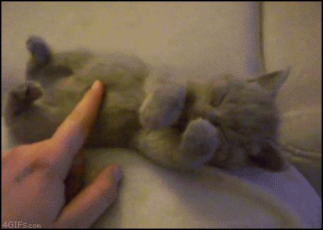Сонный котёнок