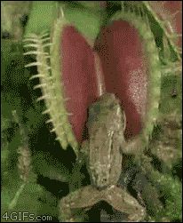 Хищное растение