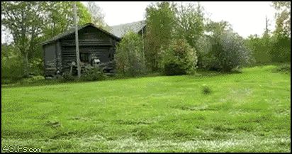 Собака на машине