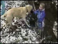 Собака использует человека