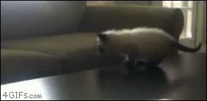Котенок не допрыгнул