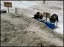Лунная медвежья походка