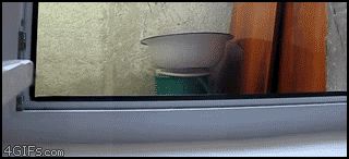 Наблюдающая кошка