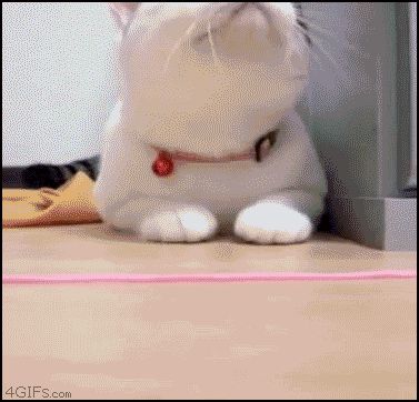Реакция кошки