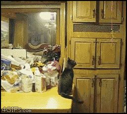 Кошка ловит шарик