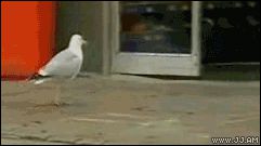 Магазинный воришка