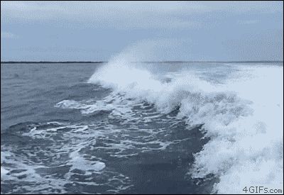 Дельфины развлекаются