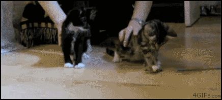 Падающие кошки