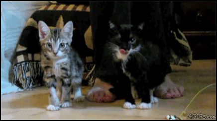 Падающие котята