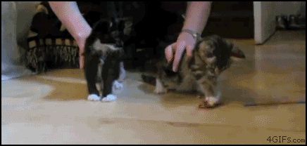 Почему падают кошки