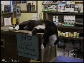 Ленивый кот на прилавке