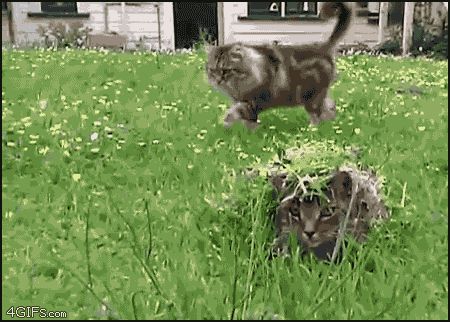 Замаскированная кошка