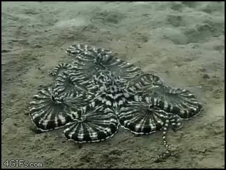 Красивый осьминог
