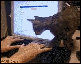 Кошка на клавиатуре