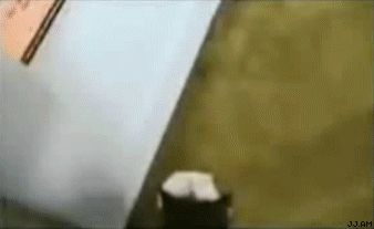 Карабкающийся котенок