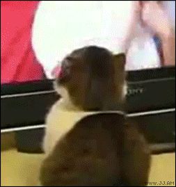 Увидвленная кошка