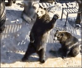 Привет, медведь!