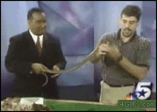 Лягушка на ведущем