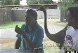 Страус крадет еду