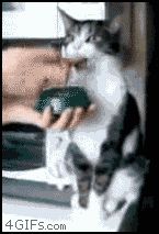 Кошачье ням-ням-ням
