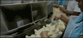 Жизнь в инкубаторе