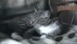 Очки для кота