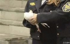 Дохлый голубь мира