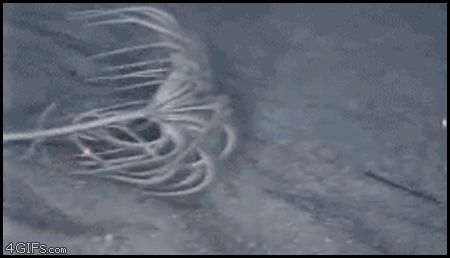 Обитатель морских глубин
