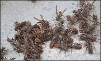 Безобидные пчелы