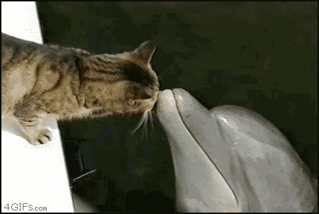 Дружба кошки и дельфина