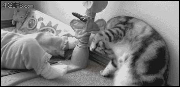 Умиляющая кошка