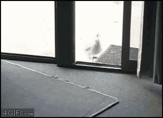 Растерялась от воровства