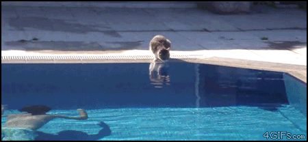 Подплыл незаметно к кошке