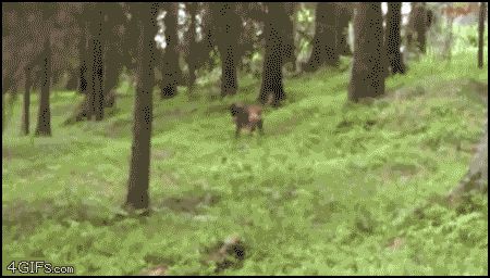 Олень сбивает собаку